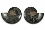 Cut & Polished Ammonite Fossil - Unusual Black Color #339135-1